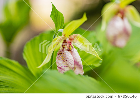 熊花 熊花 67850140