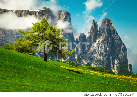 Alpe di Siusi mountain resort with yellow dandelions, Dolomites, Italy 67850157
