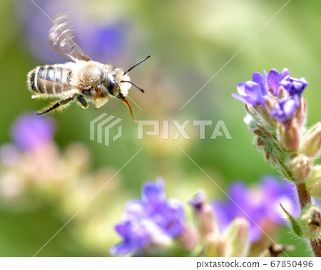 Bees flying in the arcanet field 67850496