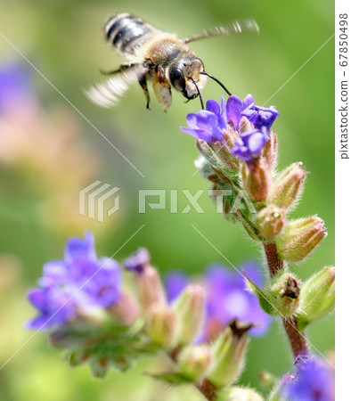 Bees hovering in the Arcanet field 67850498