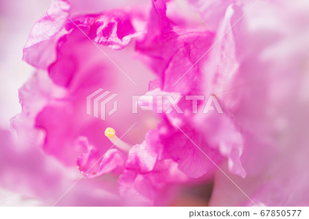 杜鵑花 杜鵑花 67850577