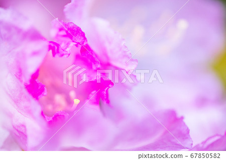 杜鵑花 67850582