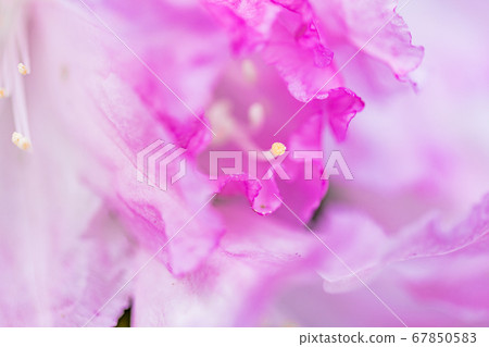 Rhododendron flower 67850583