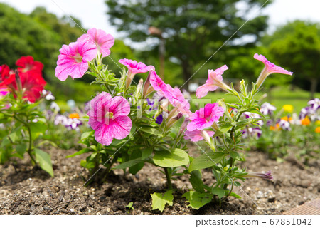 Pink petunia blooming in the flowerbed Pink petunia blooming in the flowerbed 67851042