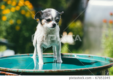 A small and funny Chihuahua dog standing on the lid of a barrel filled with water against a blurred summer garden. Stay at home coronavirus covid-19 quarantine concept 67851045