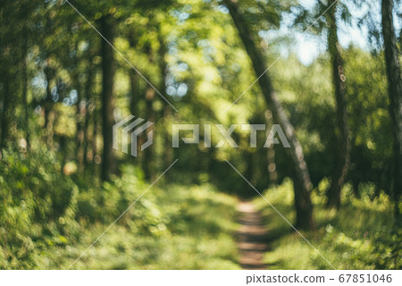 Green natural summer forest background of out of focus forest or bokeh. Defocused art backdrop 67851046