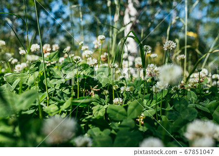 white Flowering clover Trifolium pratense. selective focus macro shot with shallow DOF white Flowering clover Trifolium pratense. selective focus macro shot with shallow DOF 67851047