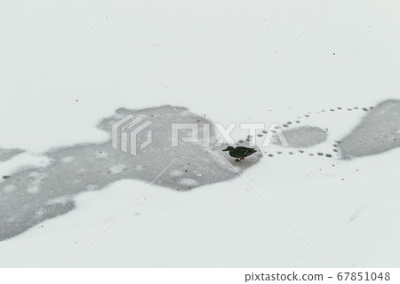 A lone duck walks across a frozen pond and leaves footprints. The concept of loneliness and abandonment A lone duck walks across a frozen pond and leaves footprints. The concept of loneliness and abandonment 67851048