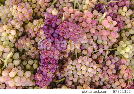 Background of ripe tender seedless pink Sultan grapes 67851392