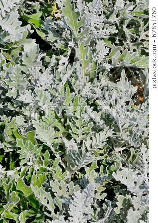 Cineraria maritime, or the ragwort maritime in the 67851760