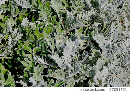 Cineraria maritime, or the ragwort maritime in the Cineraria maritime, or the ragwort maritime in the 67851761