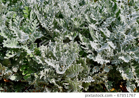 Cineraria maritime, or the ragwort maritime in the Cineraria maritime, or the ragwort maritime in the 67851767