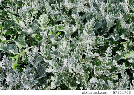 Cineraria maritime, or the ragwort maritime in the 67851768