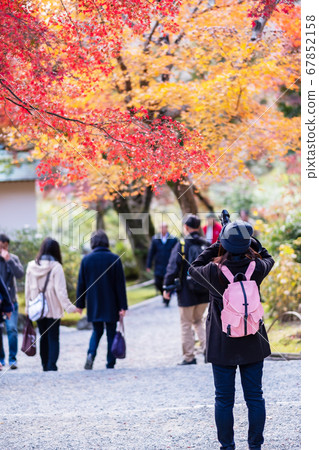 woman tourist taking photo colorful leaves by woman tourist taking photo colorful leaves by 67852158