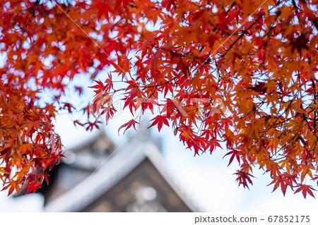 Orange maple leaves inside Tenryuji temple, Orange maple leaves inside Tenryuji temple, 67852175