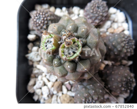 仙人掌種子 67852840