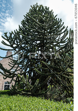 Chilean araucaria green fir tree 67853046