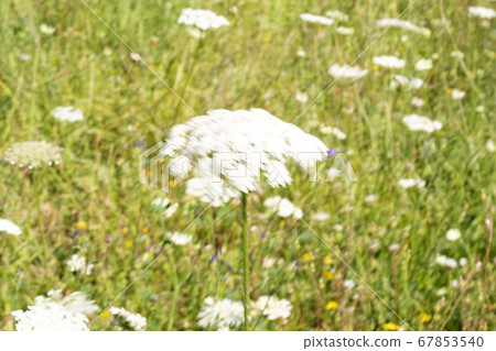 Field of Ammi majus. Bullwort, Queen Anne lace, Field of Ammi majus. Bullwort, Queen Anne lace, 67853540