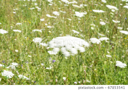 Field of Ammi majus. Bullwort, Queen Anne lace, Field of Ammi majus. Bullwort, Queen Anne lace, 67853541
