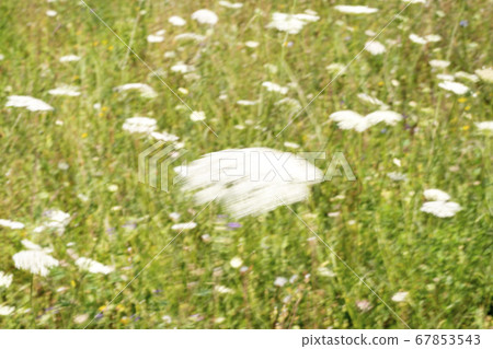 Field of Ammi majus. Bullwort, Queen Anne lace, Field of Ammi majus. Bullwort, Queen Anne lace, 67853543
