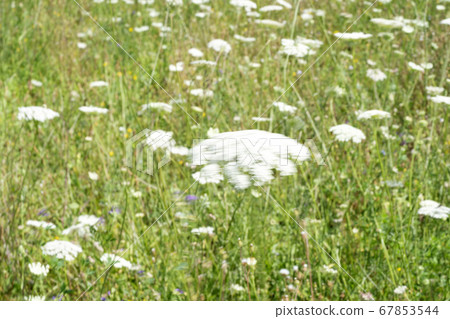 Field of Ammi majus. Bullwort, Queen Anne lace, Field of Ammi majus. Bullwort, Queen Anne lace, 67853544