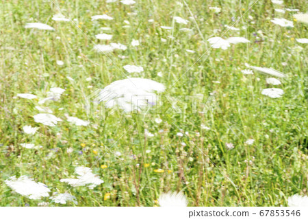 Field of Ammi majus. Bullwort, Queen Anne lace, Field of Ammi majus. Bullwort, Queen Anne lace, 67853546