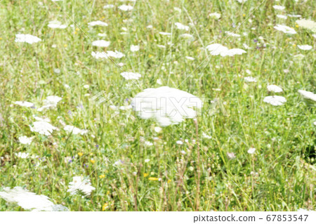 Field of Ammi majus. Bullwort, Queen Anne lace, Field of Ammi majus. Bullwort, Queen Anne lace, 67853547