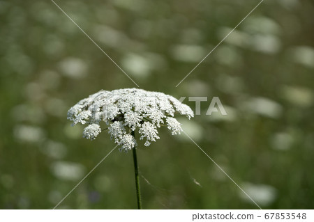 Field of Ammi majus. Bullwort, Queen Anne lace, Field of Ammi majus. Bullwort, Queen Anne lace, 67853548