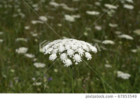 Field of Ammi majus. Bullwort, Queen Anne lace, Field of Ammi majus. Bullwort, Queen Anne lace, 67853549