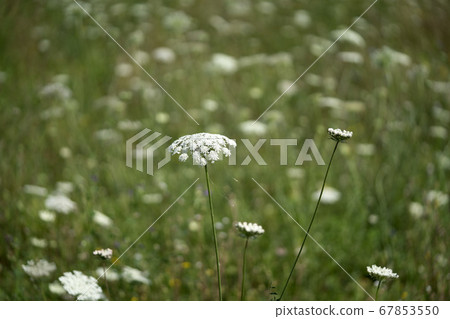 Field of Ammi majus. Bullwort, Queen Anne lace, 67853550