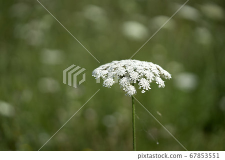 Field of Ammi majus. Bullwort, Queen Anne lace, Field of Ammi majus. Bullwort, Queen Anne lace, 67853551