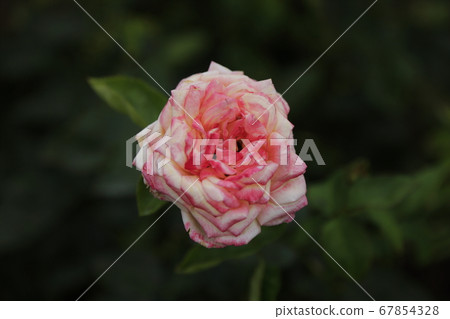 Arao City Ooyamai citizen flower bed Roses flower 67854328