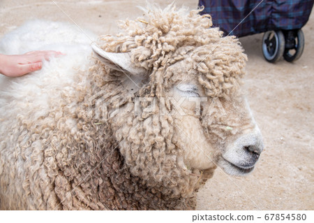 Suyasuya和睡羊和撫摸它的孩子的手 67854580