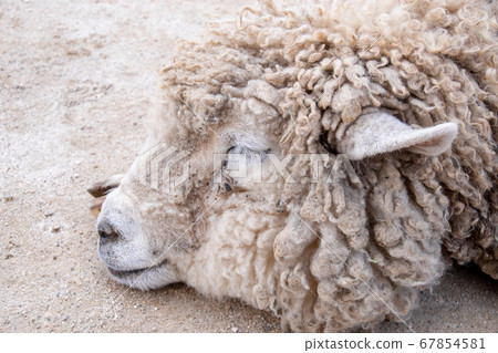Suyasuya和睡羊 67854581