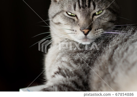 Staring cat, Sabatra cat 67854886