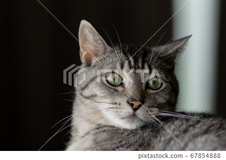 Staring cat, Sabatra cat Staring cat, Sabatra cat 67854888