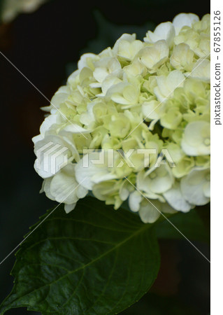 hydrangea   67855126
