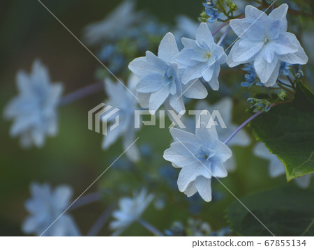 繡球 67855134