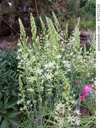 Prussian asparagus in the garden 67855228