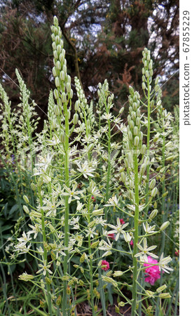 Prussian asparagus in the garden Prussian asparagus in the garden 67855229