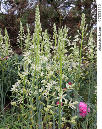 Prussian asparagus in the garden 67855230