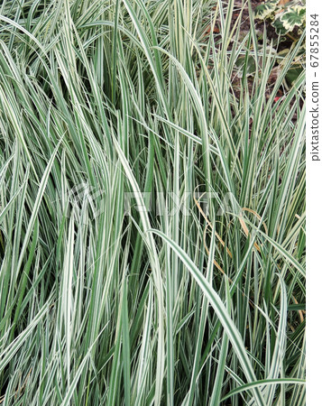 Variegated tuber oat grass. Background Variegated tuber oat grass. Background 67855284