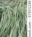 Variegated tuber oat grass. Background 67855286