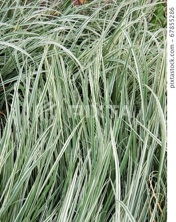 Variegated tuber oat grass. Background 67855286