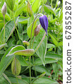 Clematis whole-leaved during flowering. Spring 67855287