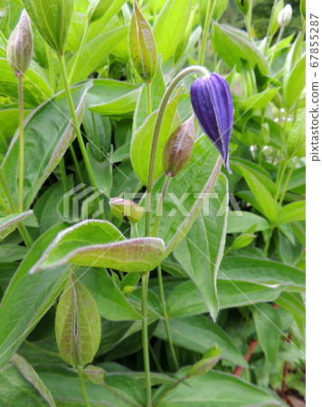 Clematis whole-leaved during flowering. Spring Clematis whole-leaved during flowering. Spring 67855287