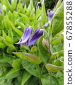 Clematis whole-leaved during flowering. Spring 67855288