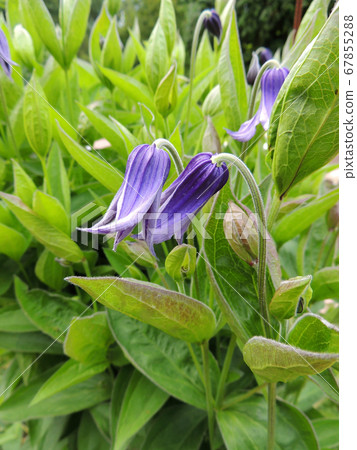 Clematis whole-leaved during flowering. Spring Clematis whole-leaved during flowering. Spring 67855288