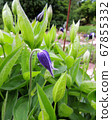 Clematis whole-leaved during flowering. Spring 67855332
