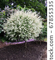Willow with variegated leaves in spring 67855335